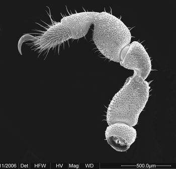Media type: image;   Invertebrate Zoology 134690